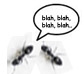 talking ants