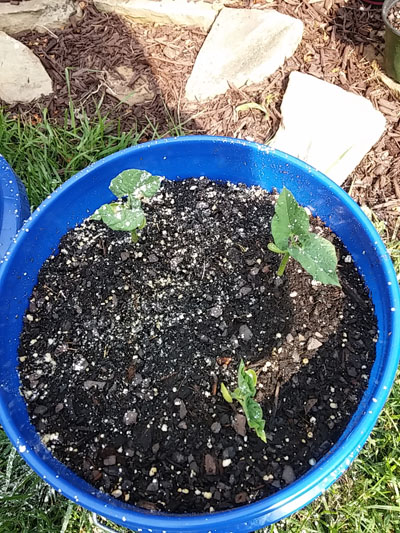 Burpee Garden Green Beans, New Seedlings - 5-gallon bucket