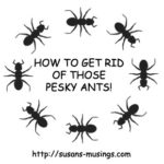 How to get rid of those pesky ants!
