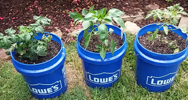 My First Bucket Garden Tomatoes And Bell Peppers Susan S Musings