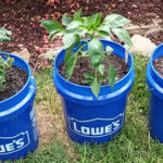 My First Bucket Garden - Tomatoes and Bell Peppers